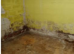 Clean up all mold or mildew spores present. How Do I Clean Mold In My Basement Olshan Foundation Repair