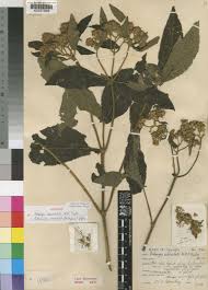 Image result for Bothriocline