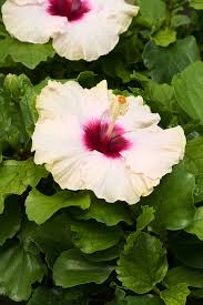 Image result for Hibiscus platycalyx