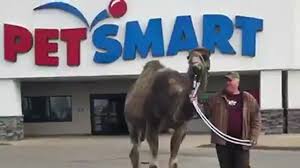 The university of michigan offers a great education for a great price to michiganders. Camel Turns Heads At Petsmart In Michigan