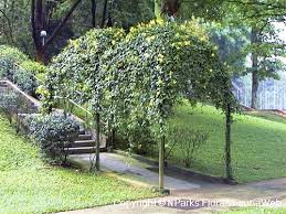 Image result for Tristellateia