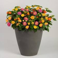 National Plant Network 4 In Mixmaster Lucky Charm Orange Yellow Red Bloom Lantana Plants 4 Piece Hd1025 The Home Depot Lantana Plant Lantana Plants