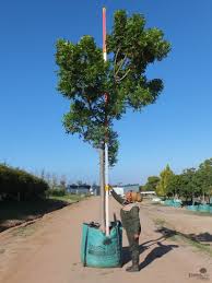 Image result for Harpephyllum afrum