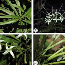 Image result for Pavetta sp. F