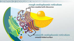 Maybe you would like to learn more about one of these? Endoplasmic Reticulum Definition Functions Video Lesson Transcript Study Com