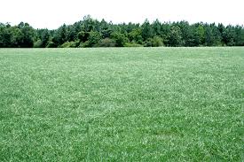 The georgians, or kartvelians, are a nation and indigenous caucasian ethnic group native to georgia and the south caucasus. Georgia Forages Grass Species Uga Cooperative Extension
