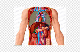 Each human organ is comprised of tissue that enables its function. Anatomia Y Fisiologia Carnet D Anatomie Thorax Abdomen Pelvis Organ Human Anatomy Abdomen Anatomy Png Pngwing