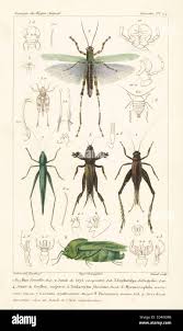 Image result for Ruspolia australis