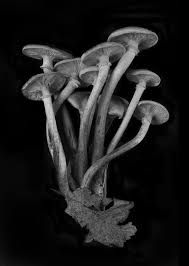 Black And White Mushroom Buy Mushroom 1 A Black White Photography On Other By Anne Schubert From Germany For Sale Black And White Photography White Photography