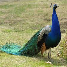 Join the 586 people who've already reviewed peacocks. Peacock Bird Food