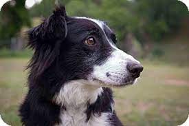Corning Ca Border Collie Mix Meet Heidi A Dog For Adoption Dog Adoption Border Collie Border Collie Mix