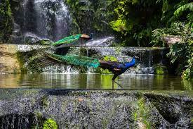 A gated attraction, kuala lumpur bird park (malay: Kuala Lumpur Bird Park Visitor Guide Travelvui