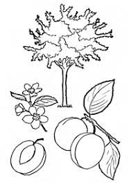 Latihan mewarnai ff / 10 mewarnai gambar sekolah / gambar mewarnai mobil untuk anak paud dan tk. Kertas Mewarna Buah Buahan