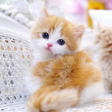 Your household will surely be filled with a lot of fun if you buy from our munchkin for sale to add to your family pet. Munchkin Kitten For Sale