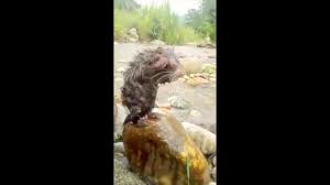 Ce petit rat filmé dans un lavabo en train de se laver tout en prenant la posture d'un humain fait un véritable carton sur internet. Viral Ce Rat Qui Prend Une Douche Meduse Les Specialistes Rythme 105 7