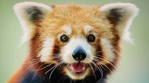 See The Difference Is Master Shifu A Red Panda Or A Raccoon Cgtn Alongside master shifu you learned kung. master shifu a red panda or a raccoon