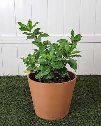 Image result for Allamanda schottii