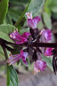 Image result for Sclerocarpus africanus