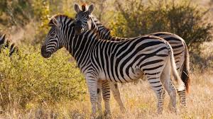 But where do zebras live? Zebras May Have Gotten Their Stripes As A Defense Against Parasites Earth Com
