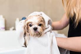 You can see how to get to muddy paws do it yourself dog wash on our website. Ultimate Guide To Diy Dog Grooming