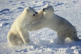 Polar Bears Live In The Arctic Near The North Pole Bi Polar Bears Polar Bears Live Only In Arctic Areas That Surround The North Pole Not In Antarctica Whi Polar Bears International Polar Bear Polar Bears Live