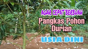 Antaranya membuang angin dalam badan dan dapat mengawal kandungan kolestrol dalam darah. Pangkas Pohon Durian Sejak Usia Dini Agar Cepat Berbuah Youtube