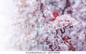 New amazing flowers pics every day, be the first to see them! Beautiful Flowering Trees In Spring Flowers In The Trees Canstock