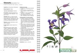 цветы в срезке от A до Z читать онлайн Knigi Po Floristike Stranica 14 Floristika Populyarnyj Floristicheskij Forum
