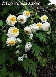 Maybe you would like to learn more about one of these? Montanoa Bipinnatifida Tree Chrysanthemum Pom Pom Tree Toptropicals Com