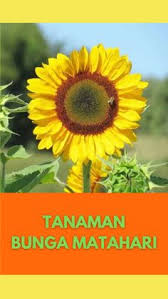 Arti bunga amarilis populer ini mewakili keindahan alam yang luar biasa dan juga kebanggaan. 11 Ide Bunga Di 2021 Bunga Estetika Tanaman Wallpaper Tanaman