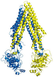 Image result for P-Glycoprotein