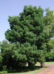 Image result for Afrocarpus falcatus