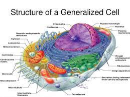 Cells The Building Blocks Of Life Human Cell Diagram Physiology Eukaryotic Cell