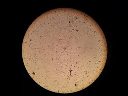 Escherichia coli (/ˌɛʃəˈrɪkiə ˈkoʊlaɪ/), also known as e. Bacterie Microscoop Microscopische Gratis Foto Op Pixabay