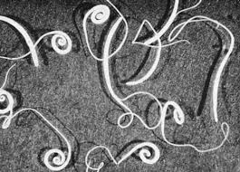 Image result for Whipworm