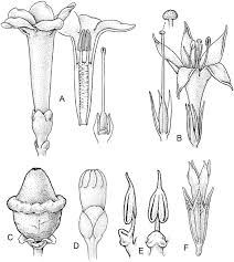 Image result for Chironia laxiflora