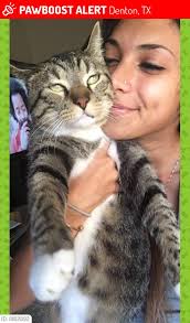 Lost male calico cat in St Lucie County