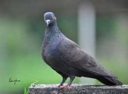 Burung merpati termasuk jenis burung yang jinak dan akrab dengan manusia. Merpati Hashtag On Twitter