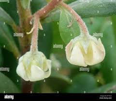 Image result for Diospyros dichrophylla