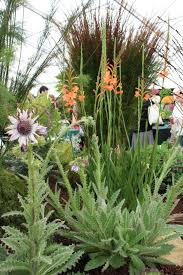 Image result for Haplocarpha scaposa