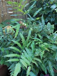 Image result for Coniogramme africana