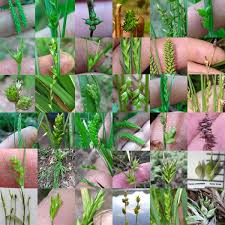 Image result for Cyperaceae