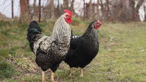 Susun di atas piring saji. Arti Mimpi Melihat Ayam Bisa Jadi Pertanda Baik Maupun Pertanda Buruk Ini Tafsiran Lengkapnya Tribun Manado