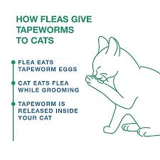That's what happened to a man in florida who initially thought he saw something moving pork tapeworms in the eye can cause blindness. Bayer Tapeworm Dewormer Tablets For Cats Cat Treatments Petsmart