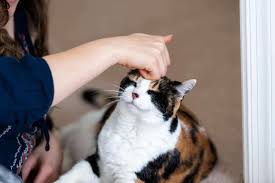 Check out this variety of hypoallergenic cat breeds including devon rex and siberian. Calico Cats Genetics Personality Lifespan And Intelligence In 2021