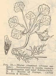 Image result for Trapa natans