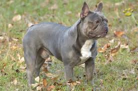 One of the three french bulldog puppies are still available. Blue Trindle Stud French Bulldog Puppy For Sale In North Augusta Sc Happy Valentines Day Happyvalentinesday2016i