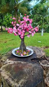 Image result for Bidens baumii