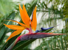 But it won't bloom inside (it could, under. 5 Bird Of Paradise Varieties