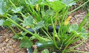Some crops are just made for hotter weather, and zucchini (also known as courgettes or baby marrows) and eggplants (brinjals) fit the bill. Broccoli Companion Plants To Consider Epic Gardening
